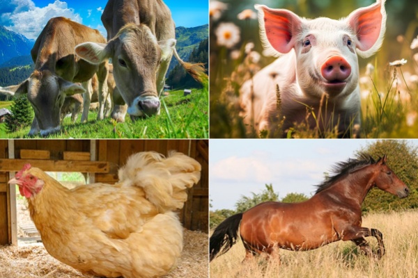 El estiércol animal como fertilizante